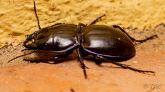Pasimachus elongatus