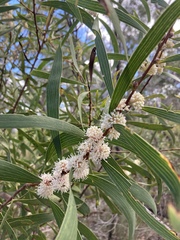 Hakea benthamii