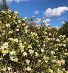 Malacothamnus involucratus