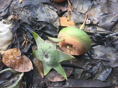 Sonneratia caseolaris