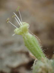 Silene congesta