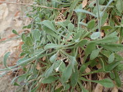 Silene congesta