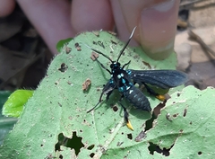 Poliopastea laciades