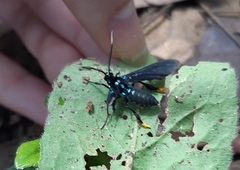 Poliopastea laciades