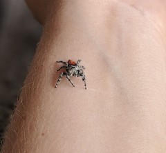 Phidippus adumbratus