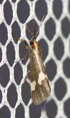 Cisthene liberomacula