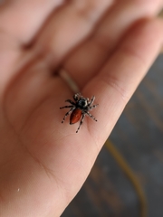 Phidippus adumbratus