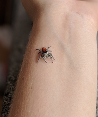 Phidippus adumbratus