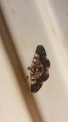 Hymenomima semialba