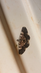Hymenomima semialba