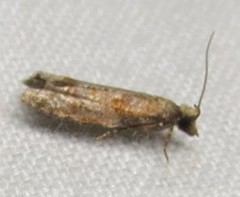 Epinotia solicitana