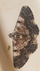 Hymenomima semialba