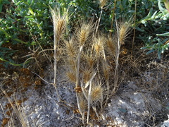 Hordeum marinum