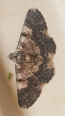 Hymenomima semialba