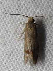 Epinotia solicitana