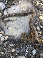 Atractus