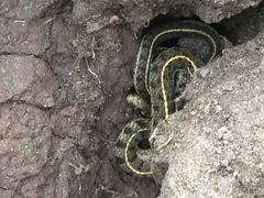 Thamnophis scaliger