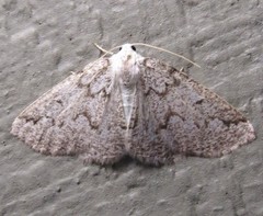 Sabulodes packardata