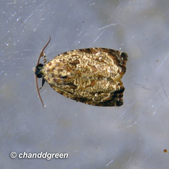 Sycacantha inopinata