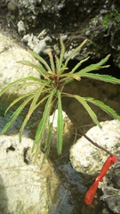 Phyllanthus saffordii