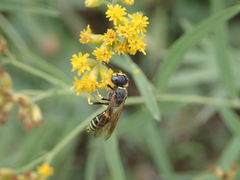 Philanthus solivagus