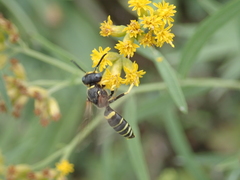 Philanthus solivagus