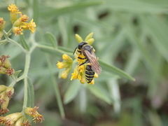 Philanthus solivagus