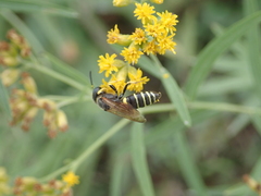 Philanthus solivagus