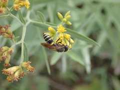 Philanthus solivagus