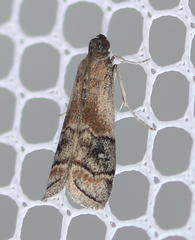 Euzophera vinnulella