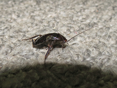 Parcoblatta pennsylvanica