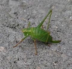 Leptophyes punctatissima