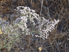 Limonium dichotomum