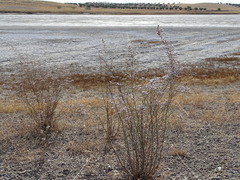 Limonium dichotomum
