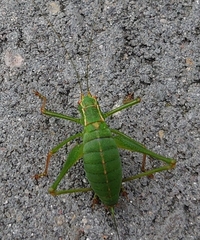 Leptophyes punctatissima