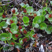 Salix herbacea - Photo (c) Kari Pihlaviita,  זכויות יוצרים חלקיות (CC BY-NC), הועלה על ידי Kari Pihlaviita