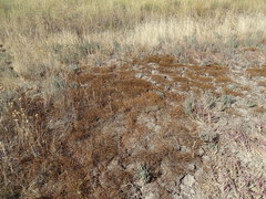 Frankenia pulverulenta