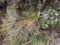 Carex myosuroides