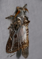 Euglyphis laronia