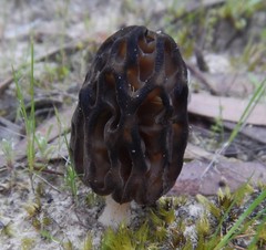 Morchella australiana