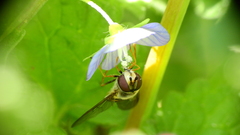 Syrphus reedi