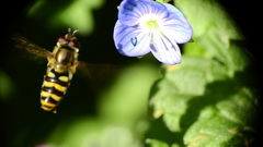 Syrphus reedi