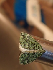 Austrocidaria callichlora