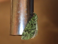 Austrocidaria callichlora