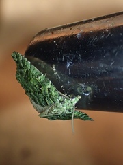 Austrocidaria callichlora