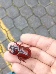 Heterogomphus bourcieri