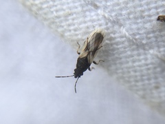 Metopoplax ditomoides