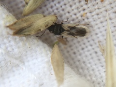 Metopoplax ditomoides