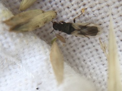 Metopoplax ditomoides