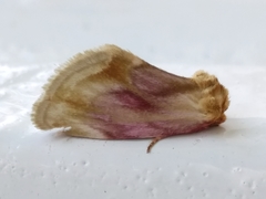 Chamaeclea basiochrea